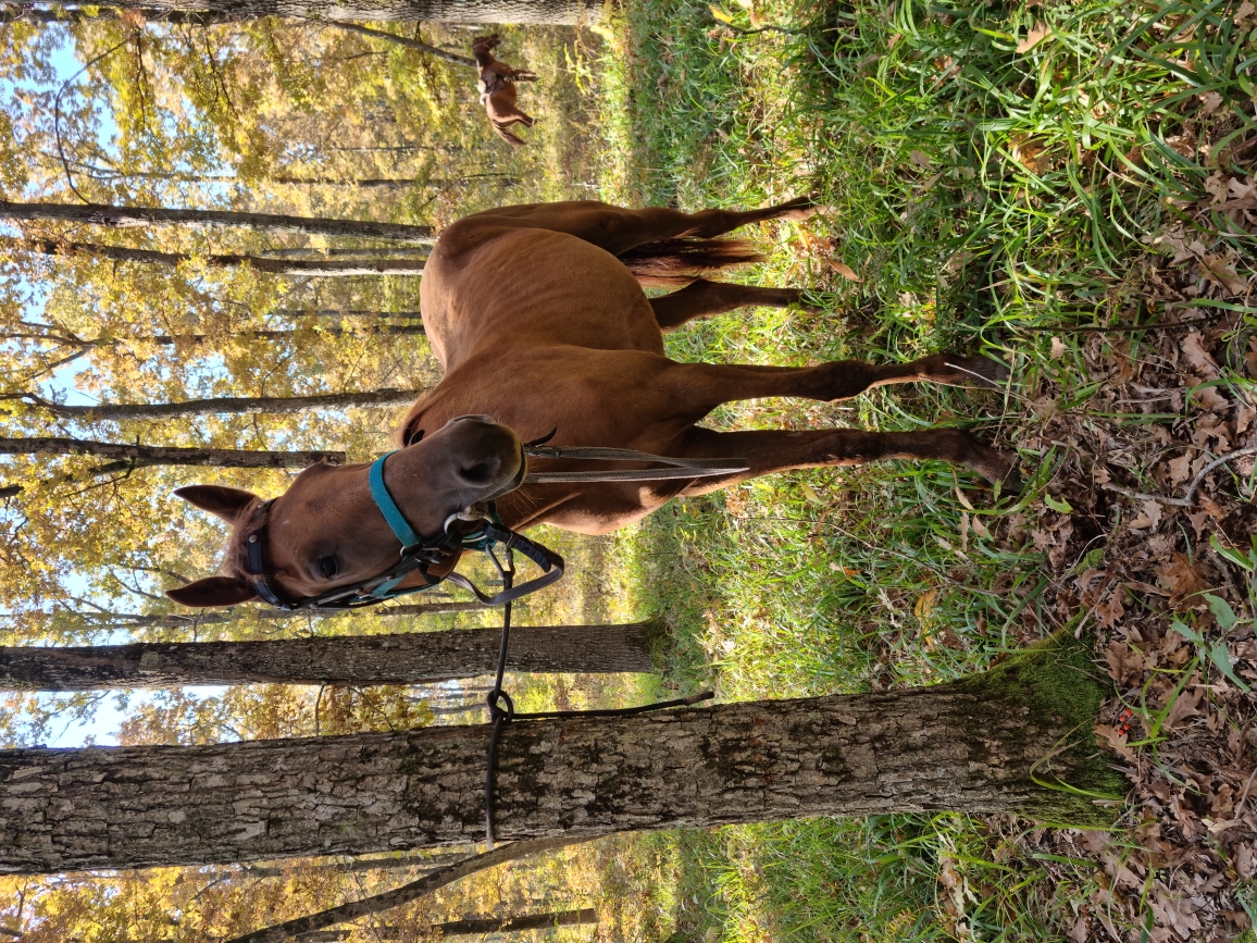 Фото Курочка Ряба