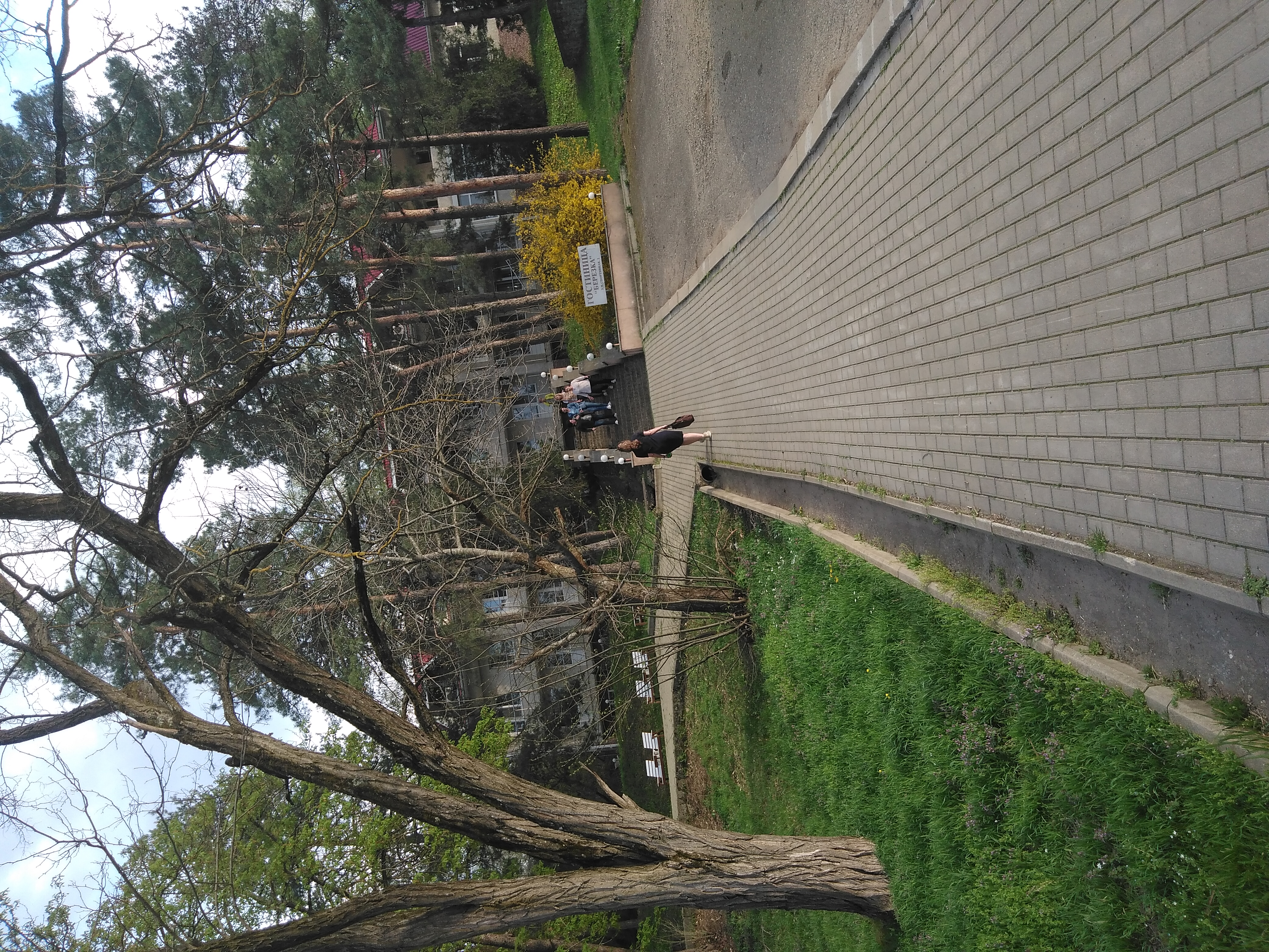 Фото Берёзка