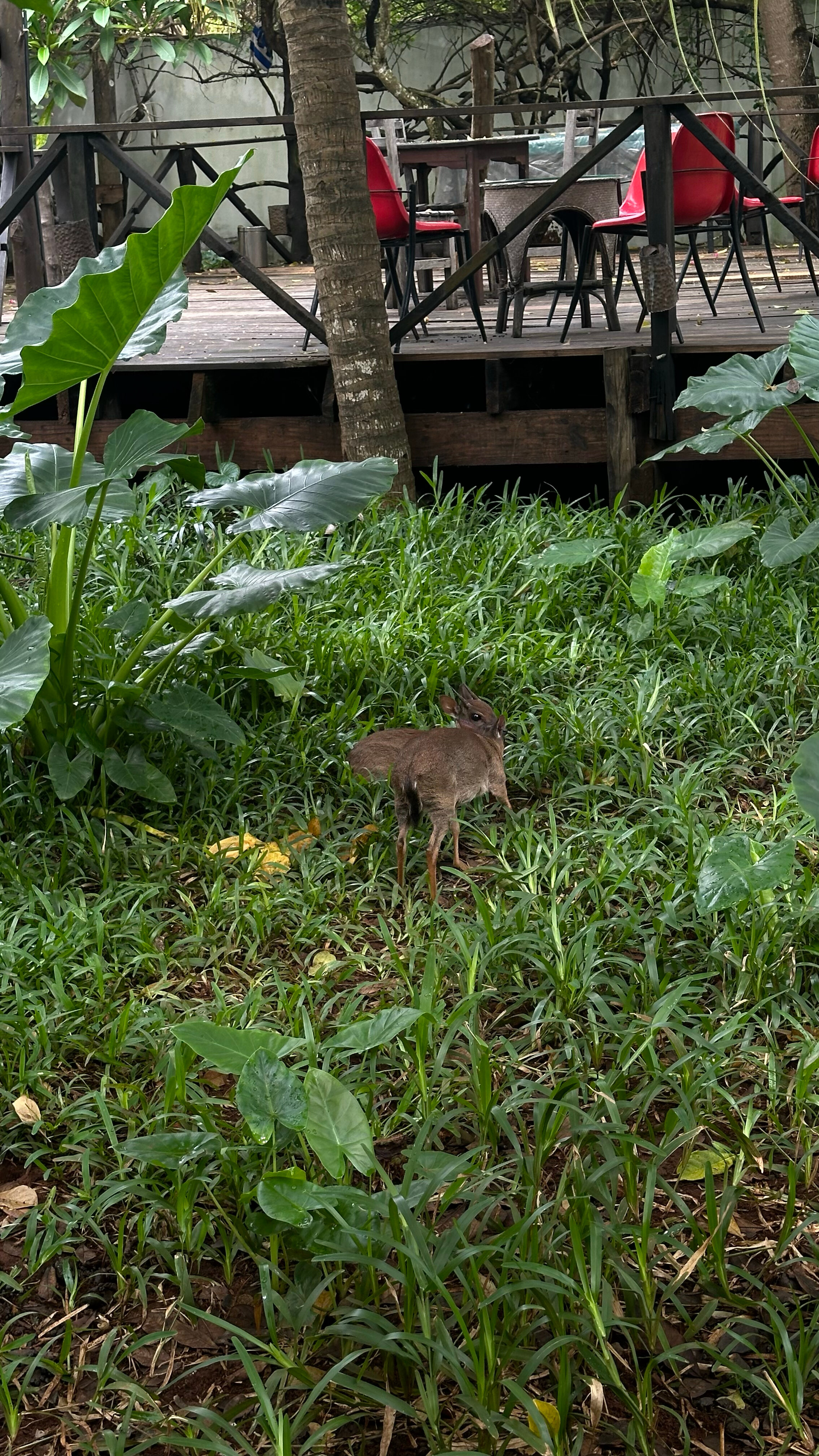 Фото Langi Langi Beach Bungalows