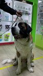 Bethoven (Zapadniy Microdistrict, Kommunisticheskiy Avenue, 29), clínica veterinaria