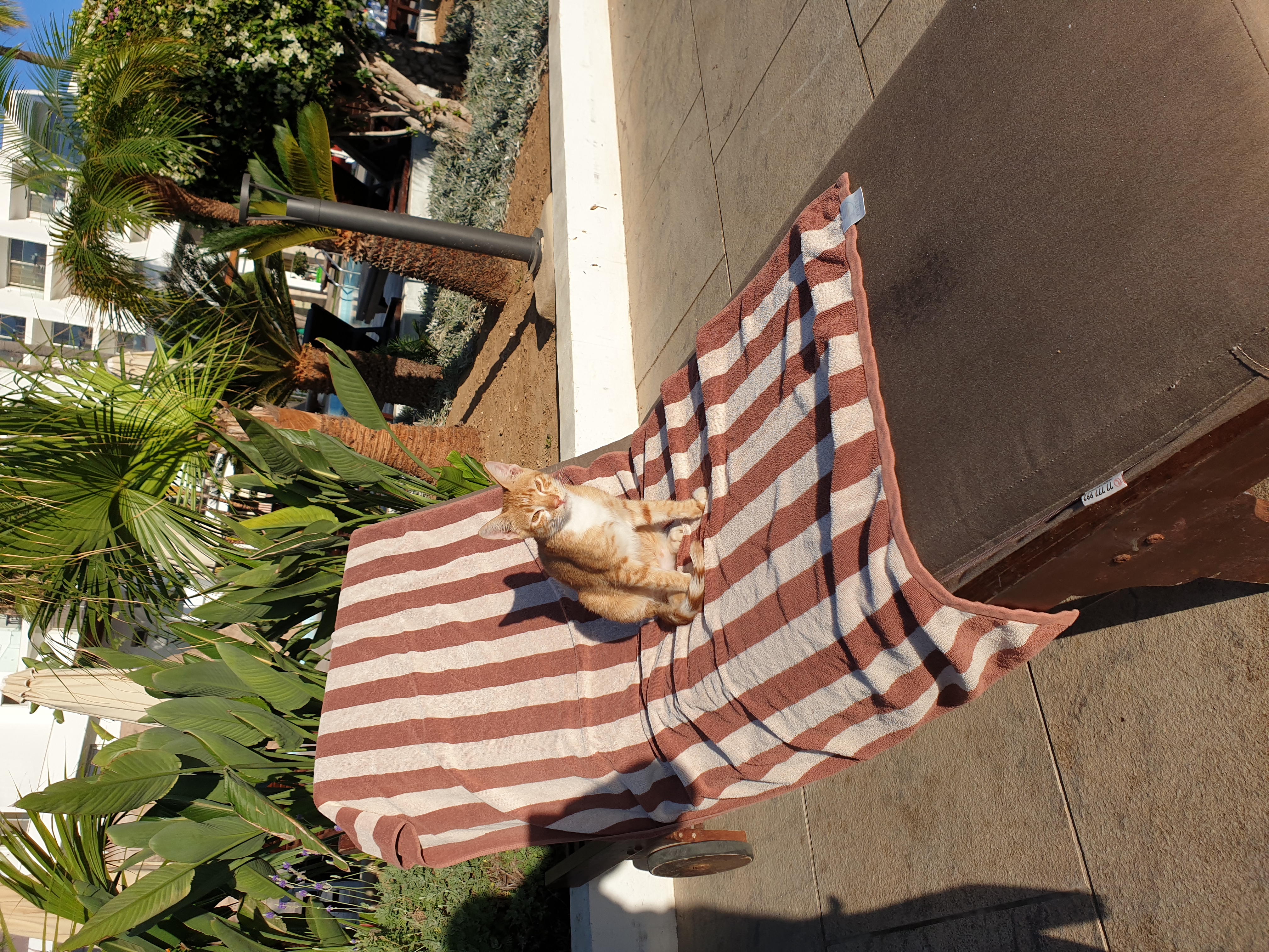 Фото Adams Beach Hotel & SPA