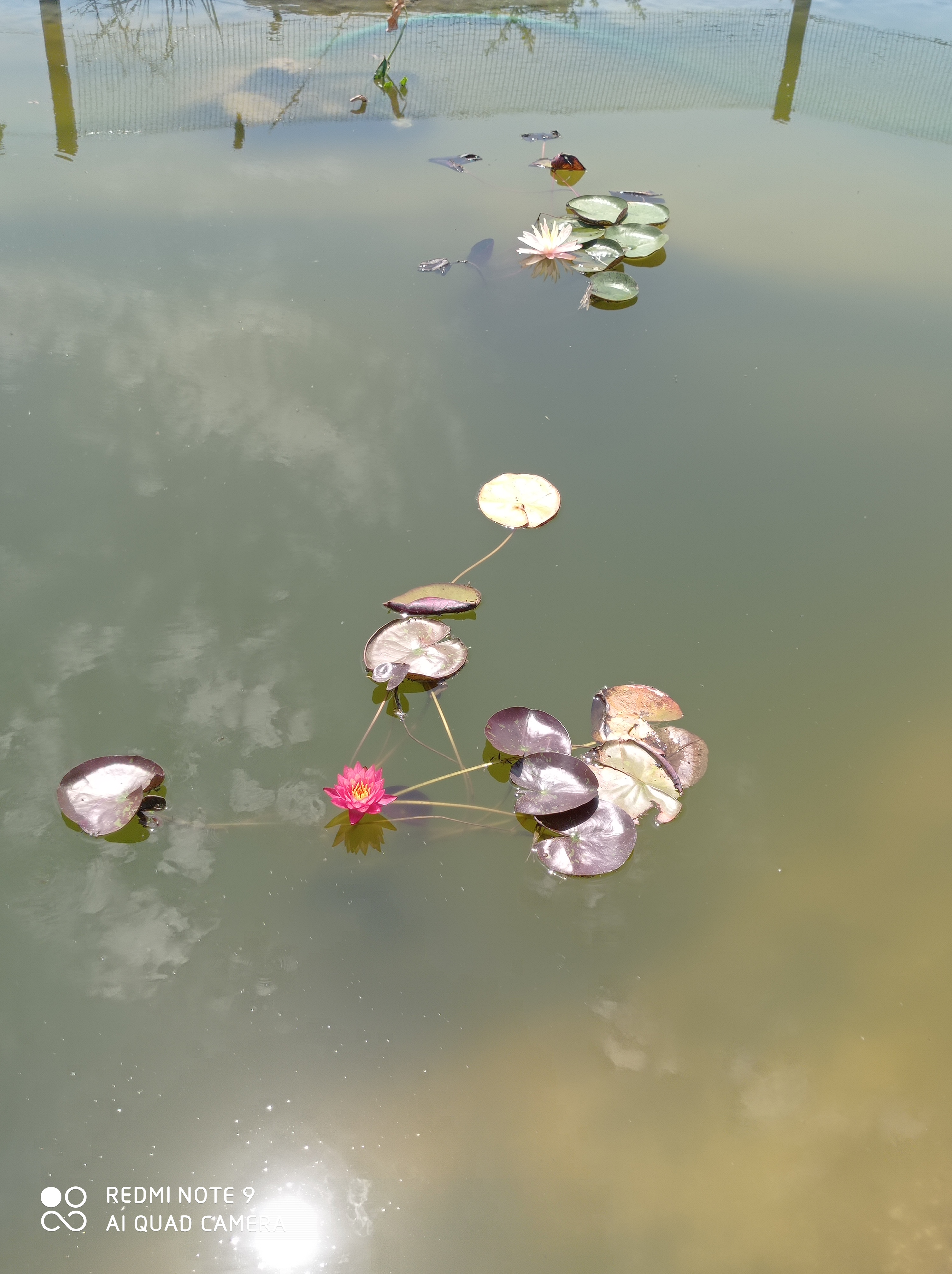 Фото Солнечный Бриз