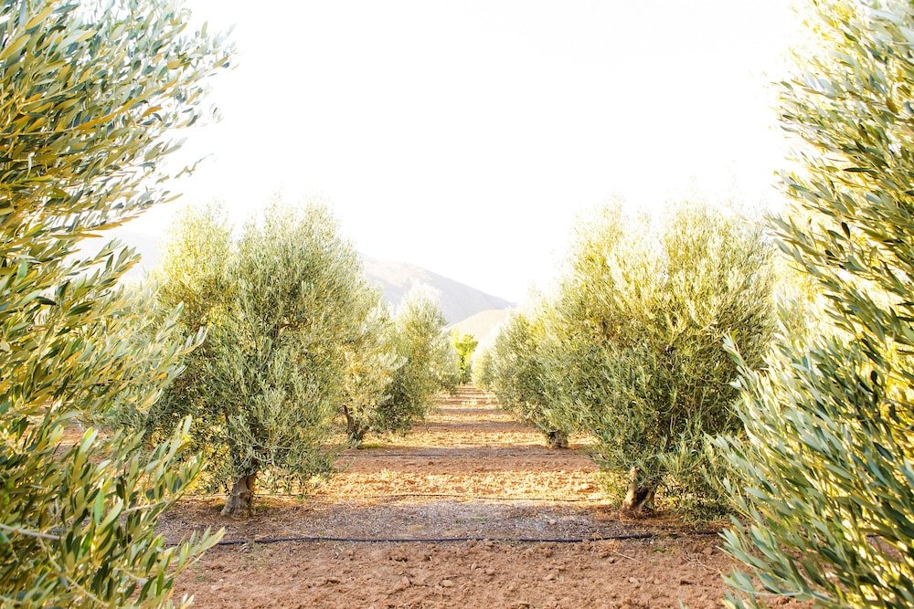 Фото Klein Nektar Manor