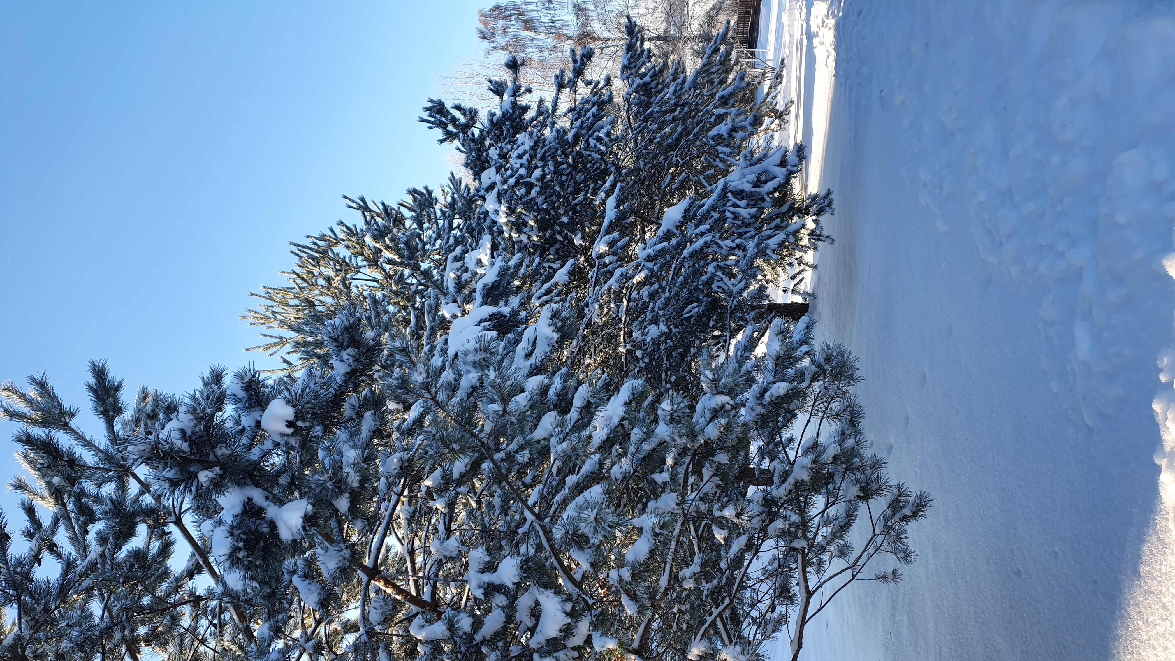 Фото Дункан