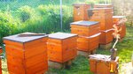 Ивашевский мёд (Kaluga Region, Ferzikovskiy munitsipalny okrug, derevnya Ivashevo (Bebelevskiy selsovet)), honey and beekeeping