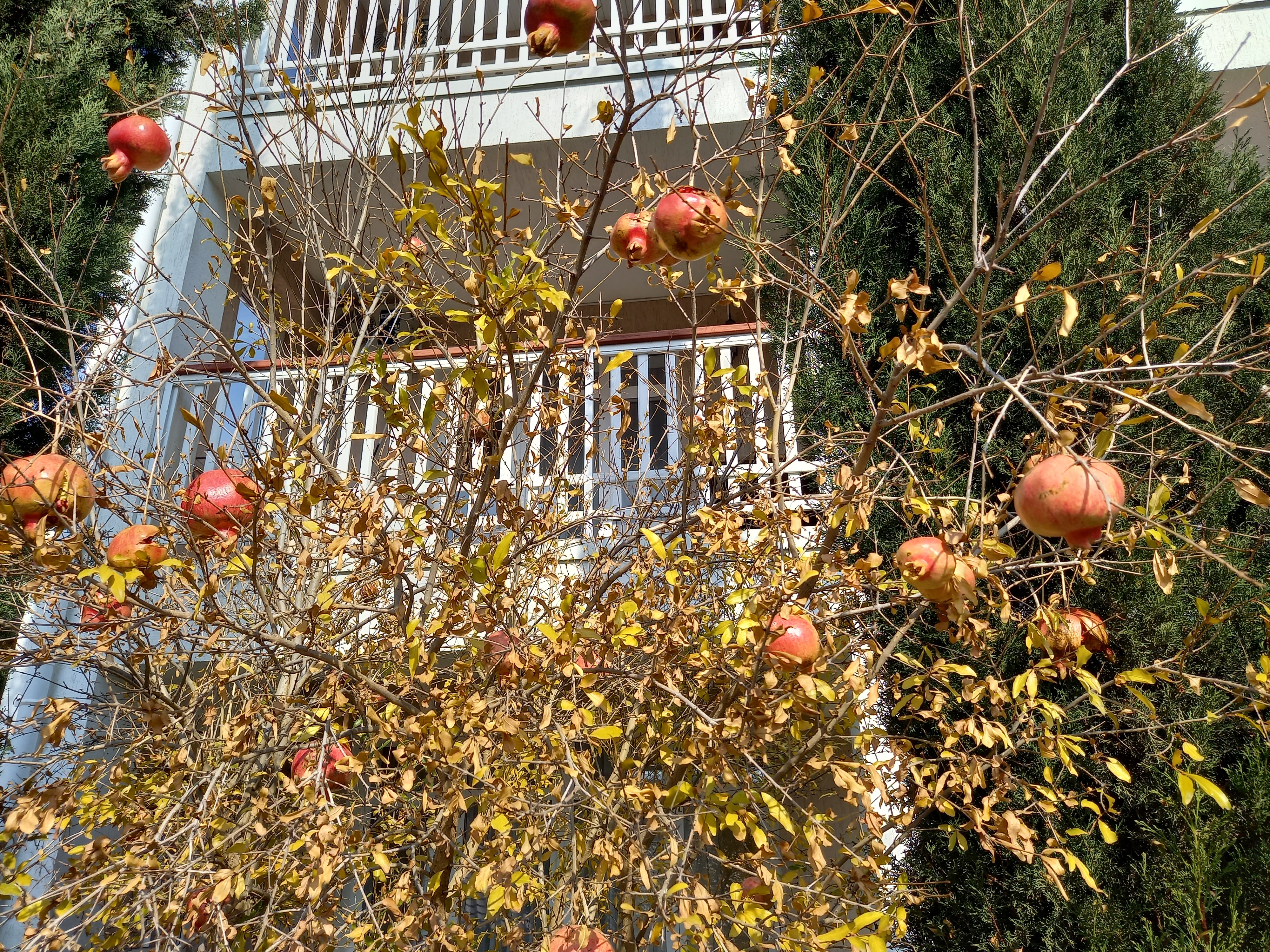 Фото Арпат Зеленогорье