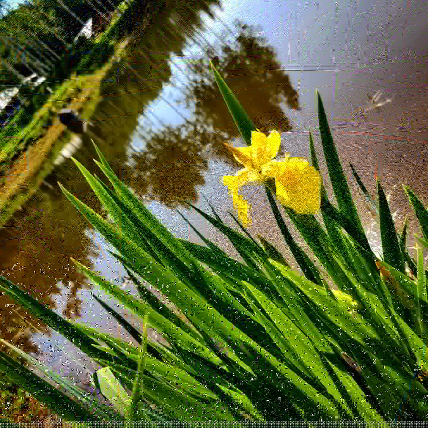 Фото Мануки эн