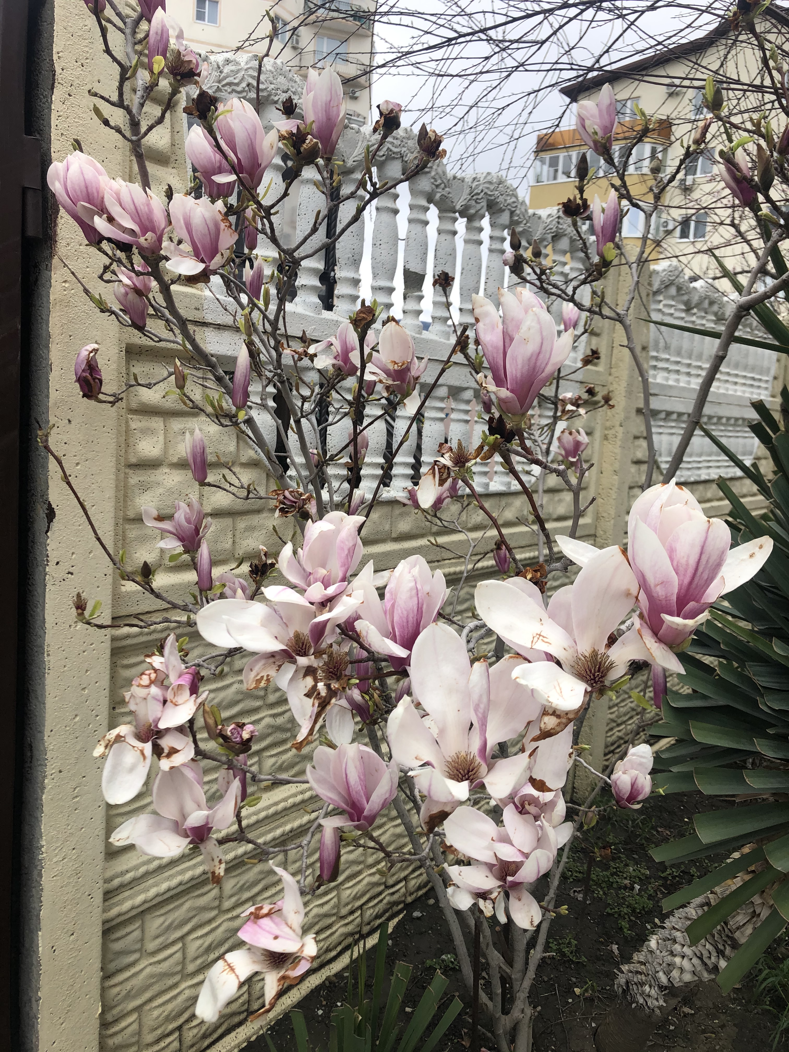 Фото Южная Дача