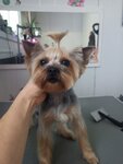 Sun4dog (Settlement of Opytnogo Khozyaystva Yermolino, Tsentralnaya ulitsa, 40с1) ، صالون حيوانات أليفة