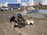 Щербинка (ул. Брусилова, 32, Москва), приют для животных в Москве