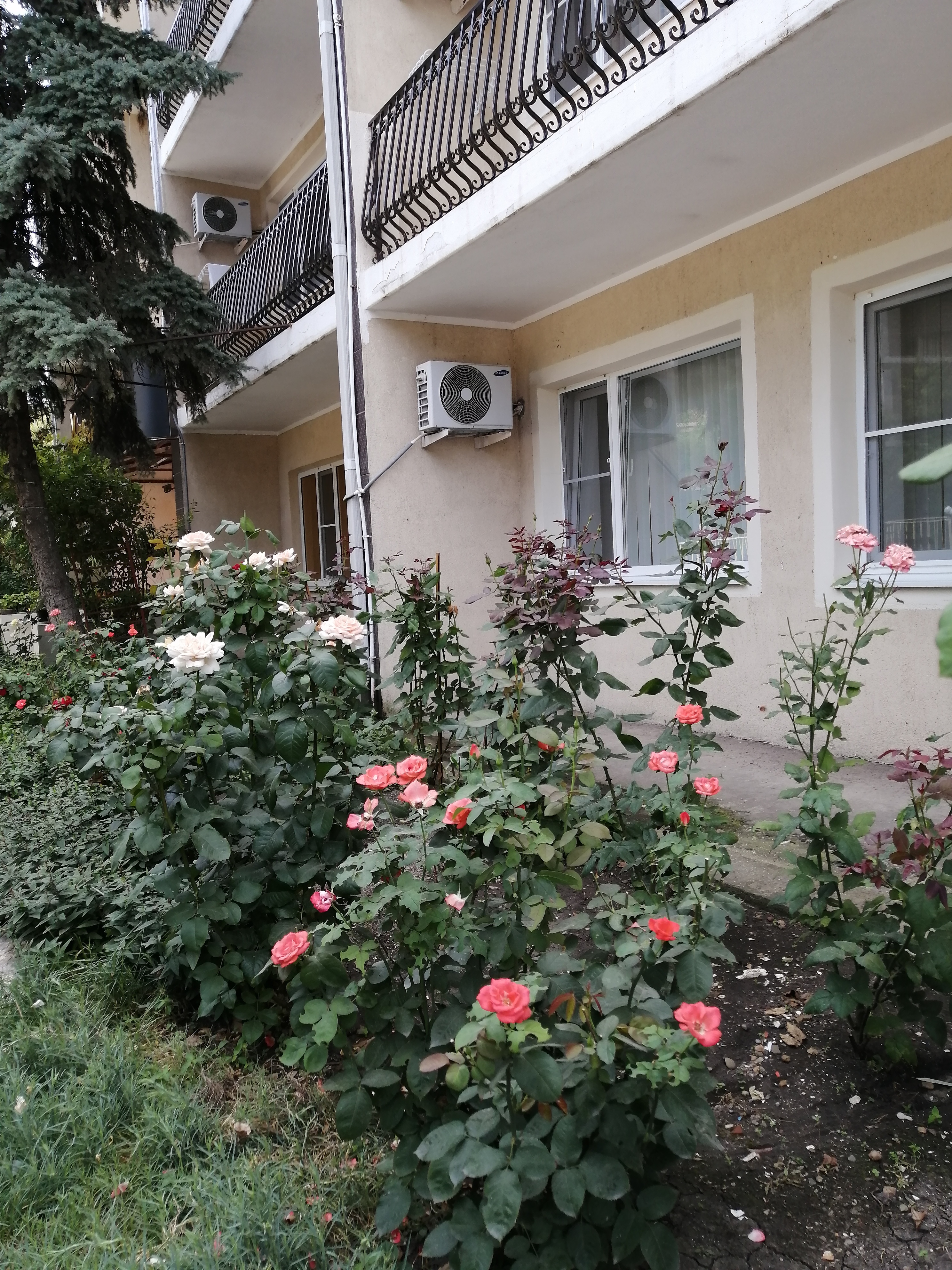 Фото Астерия