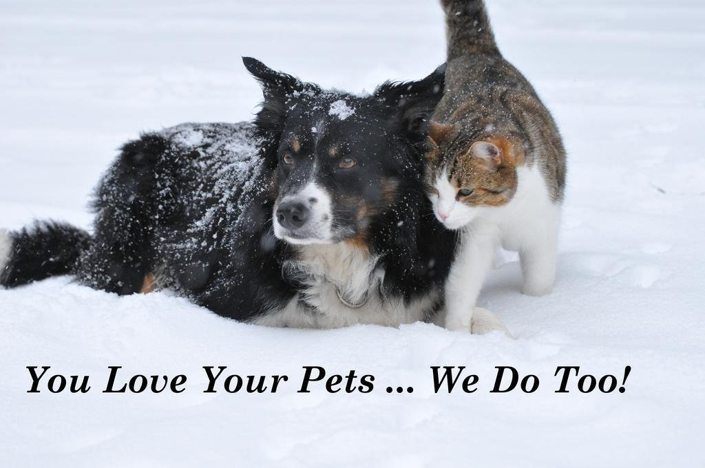 Фото Chalet Alpine Dream