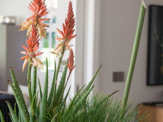 Фото Homestead at Oldenburg Vineyards