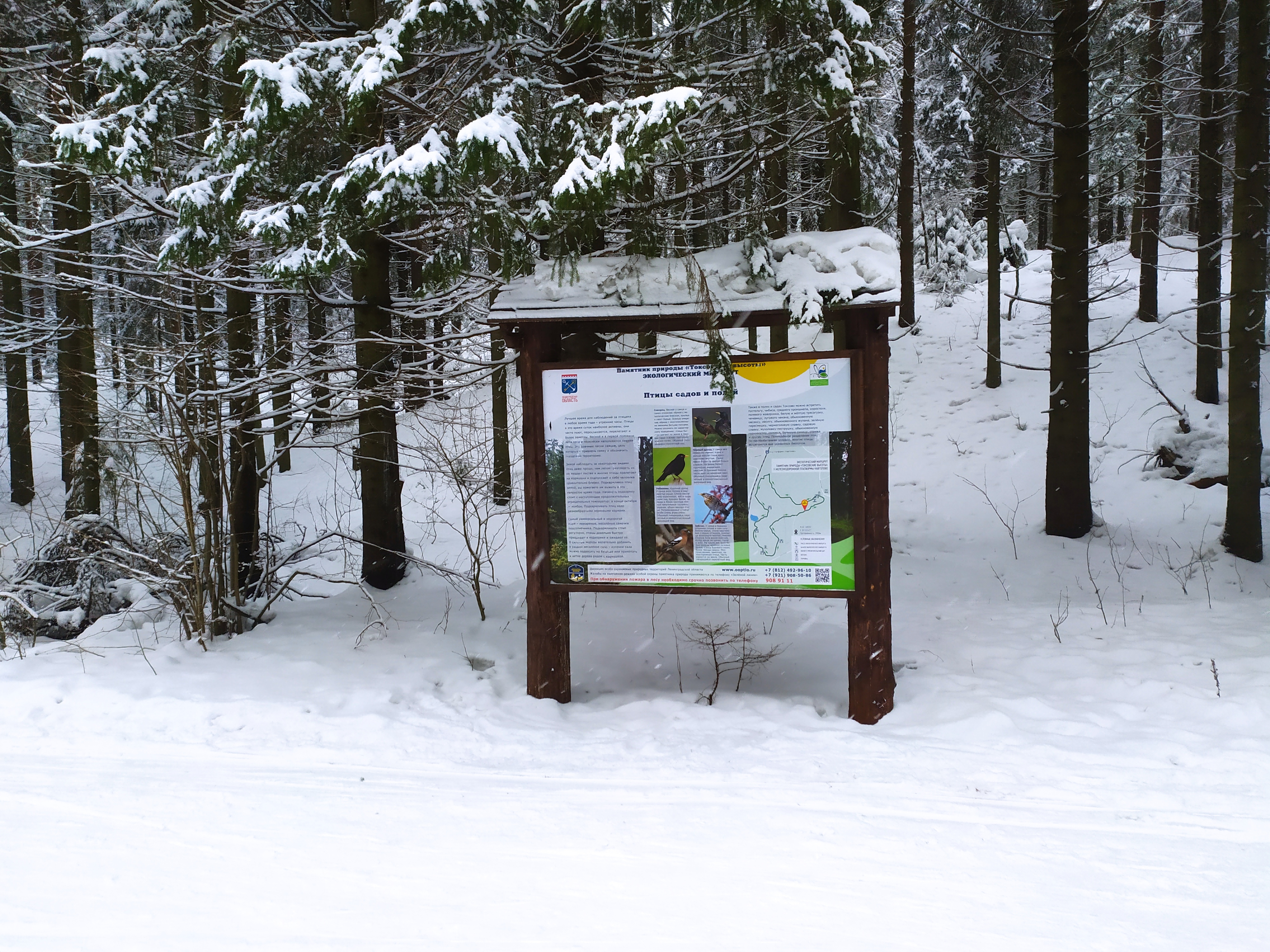 Фото Динамо