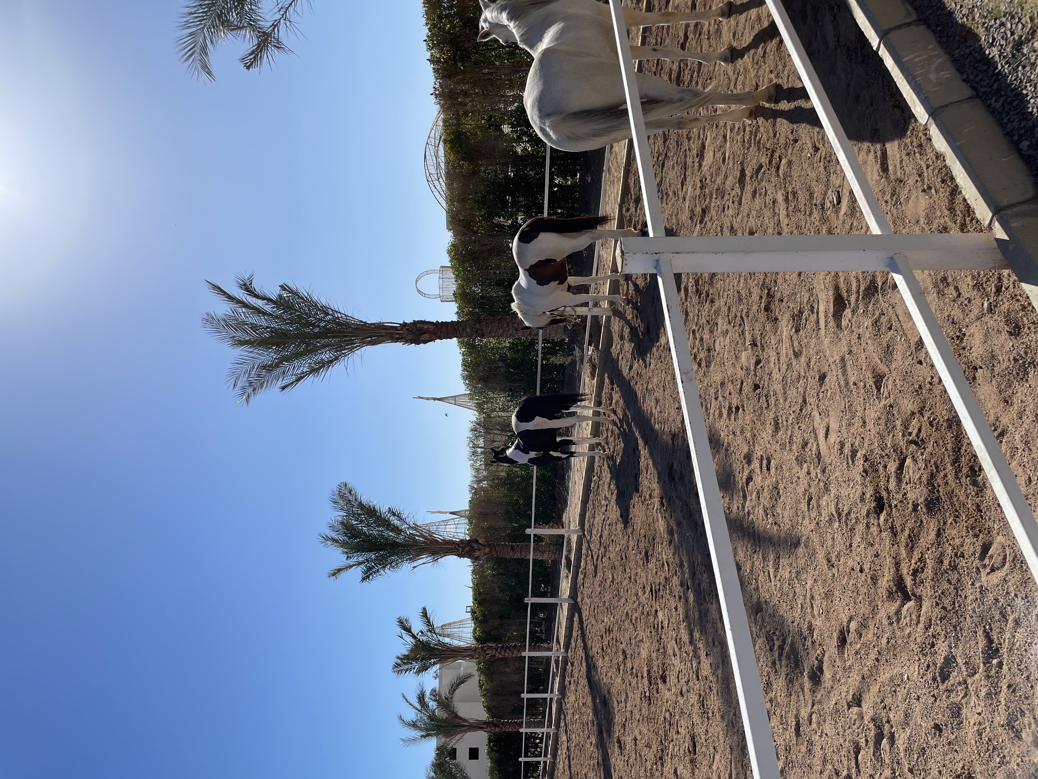 Фото Rixos Premium Seagate