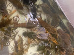 ИП"Саушкин Е.А." (Sosnoviy Bor Village, Obyezdnaya Doroga Street, 2), fish and seafood