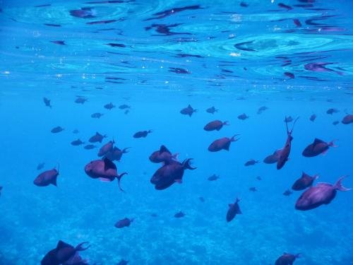 Фото Dhivehi Experience