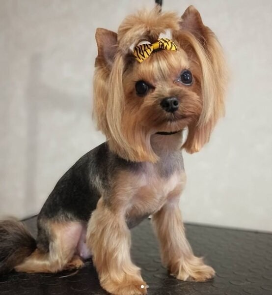 Зоосалон, зоопарикмахерская New Йорк, Пенза, фото