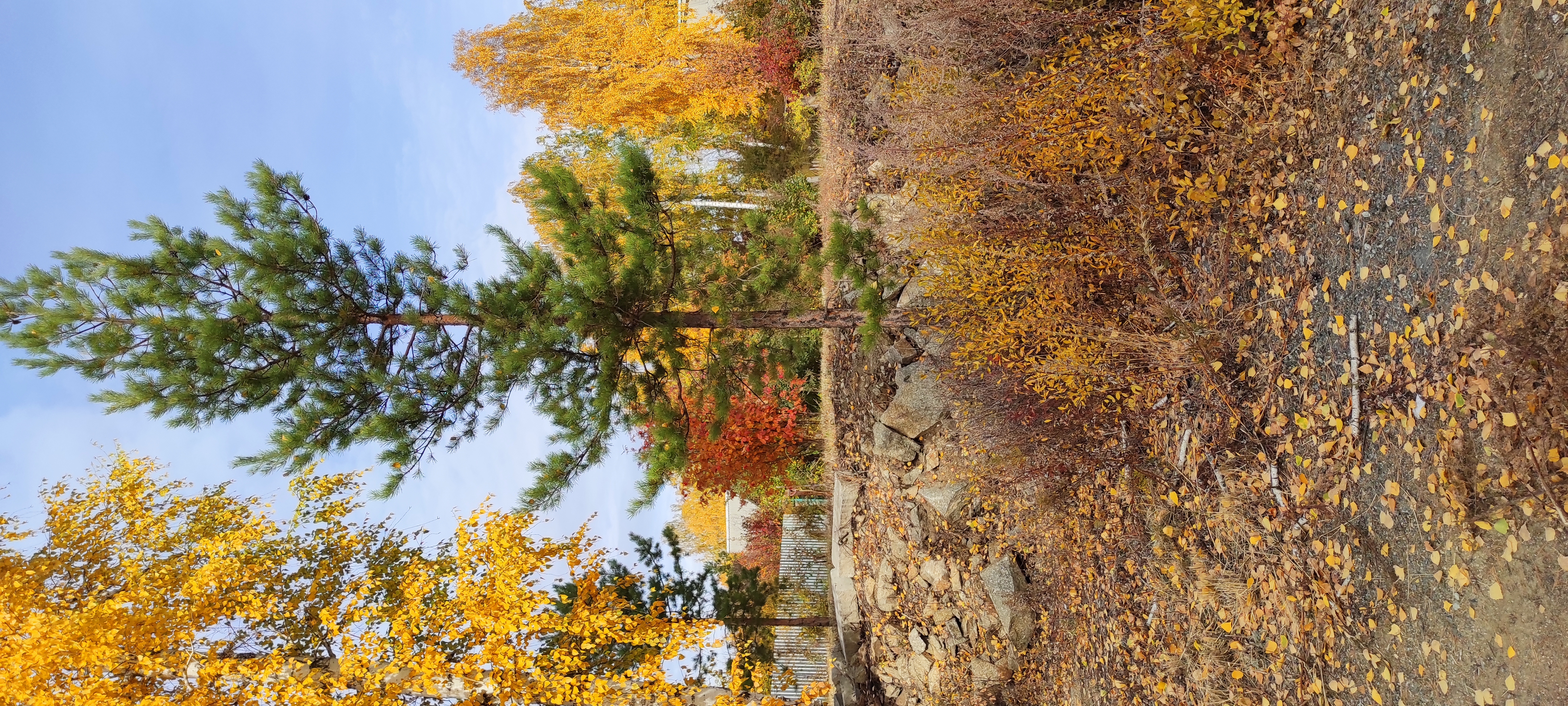 Фото Мичуринский