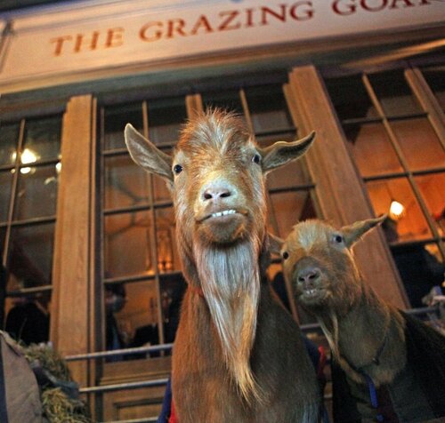 Гостиница The Grazing Goat в Лондоне