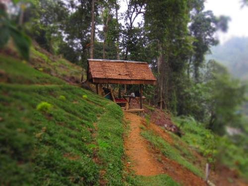 Фото Hotel Orangutan