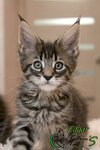 Cattery Maine Coon Katrin's Tails (Pulkovskaya Street, 17), animal nursery