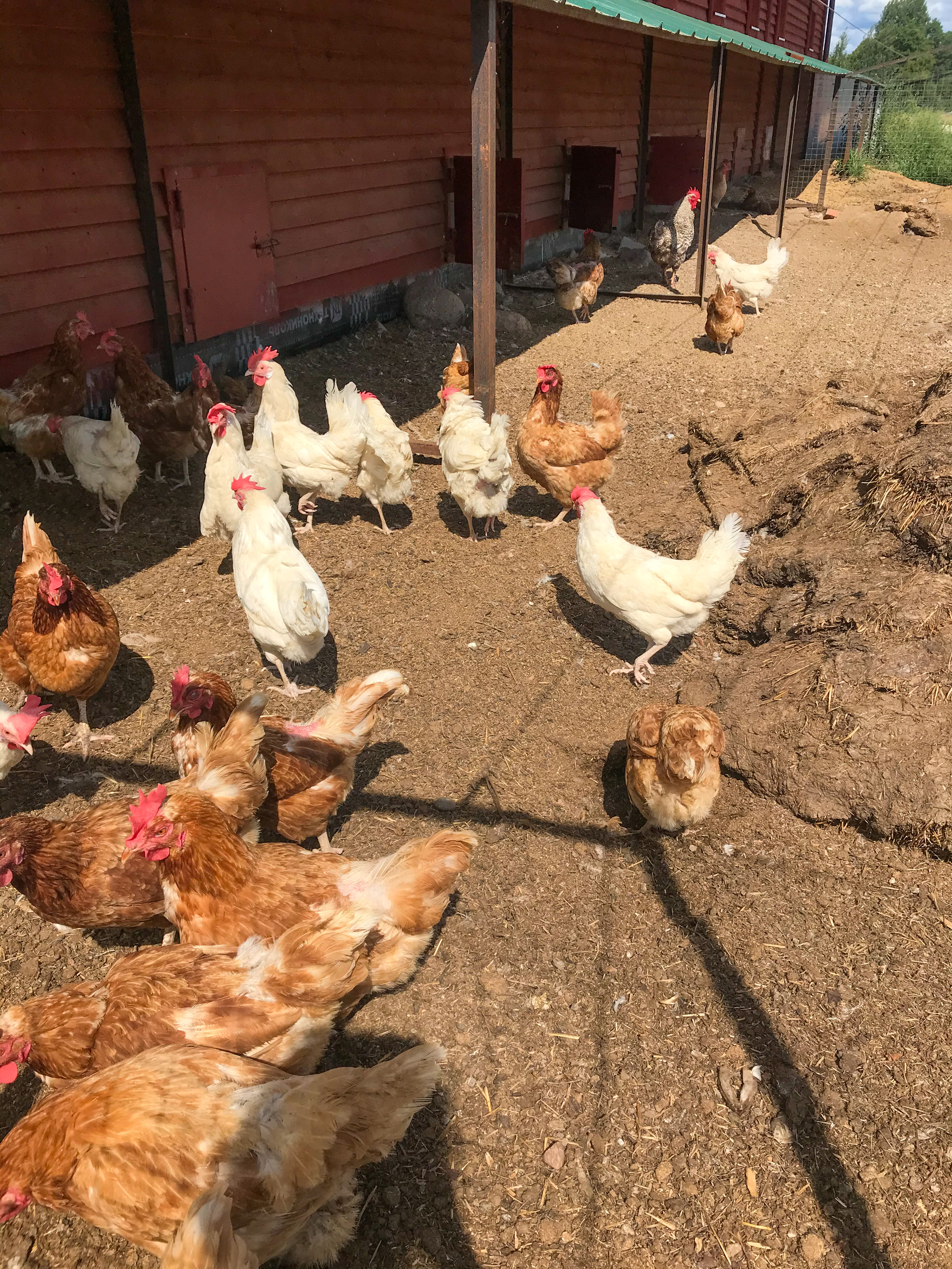 Фото Вилайоки АГРО