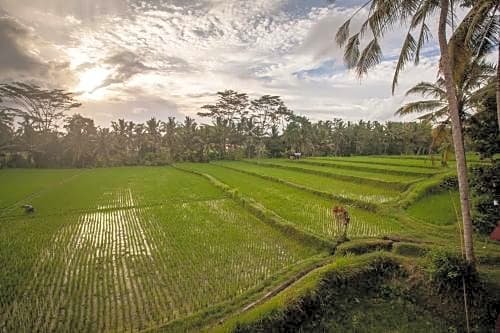 Фото Junjungan Ubud Hotel & SPA