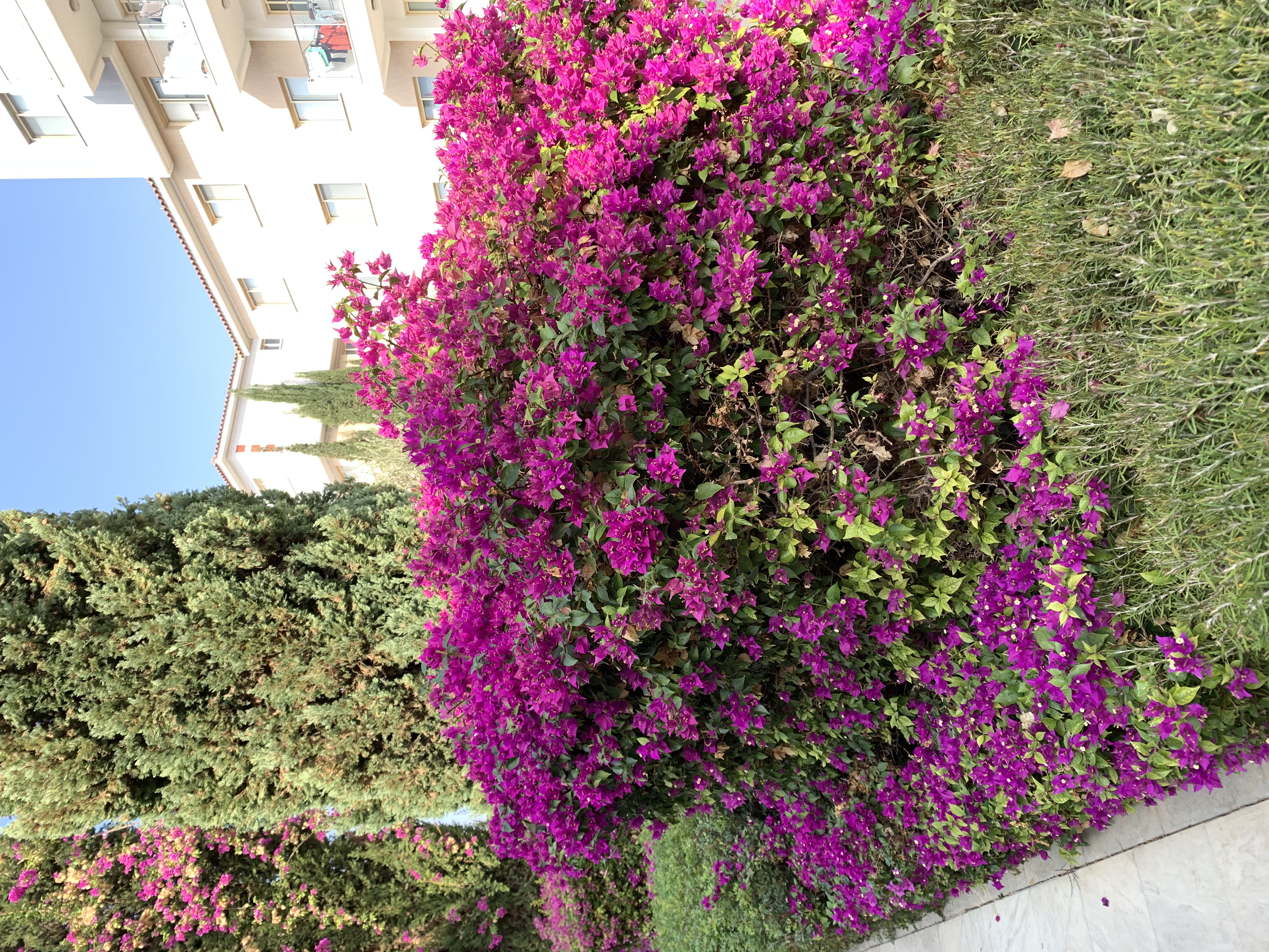 Фото Elysia Park