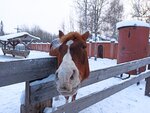 Усадьба Конный мир (жилой район Южный Падун, Прохладная ул., 17), конный клуб в Братске