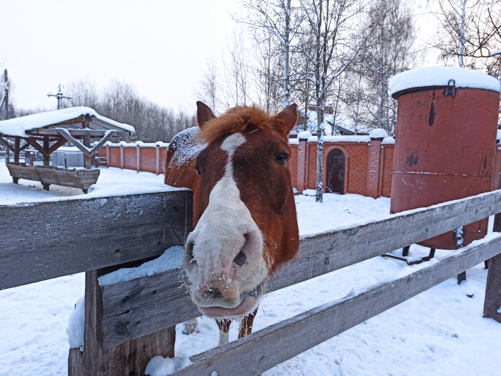 Конный клуб Усадьба Конный мир, Братск, фото