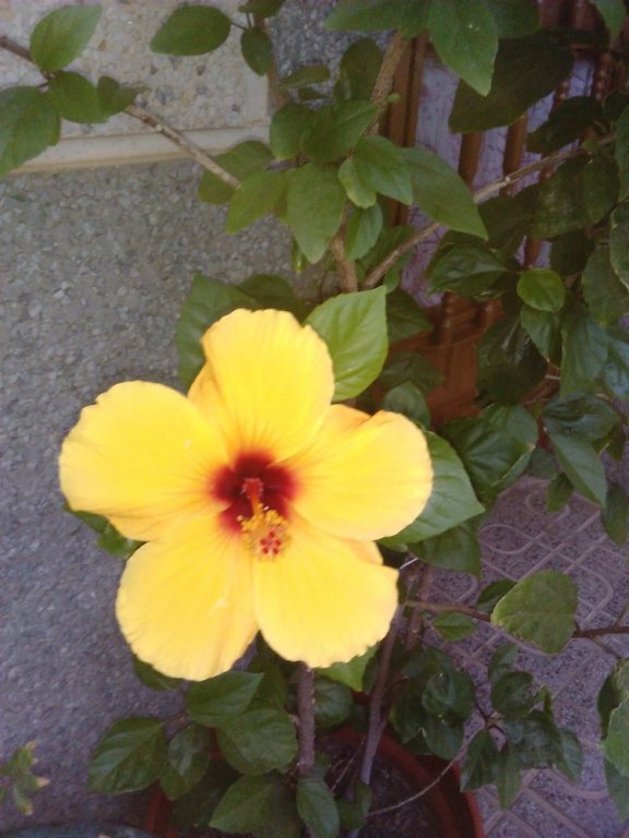 Фото Apartamentos Pajaro Azul