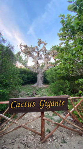 Cactus El Patriarca ( ), landmark, attraction, provincia de  Matanzas, municipio de Crdenas, Crdenas, Varadero  Yandex Maps