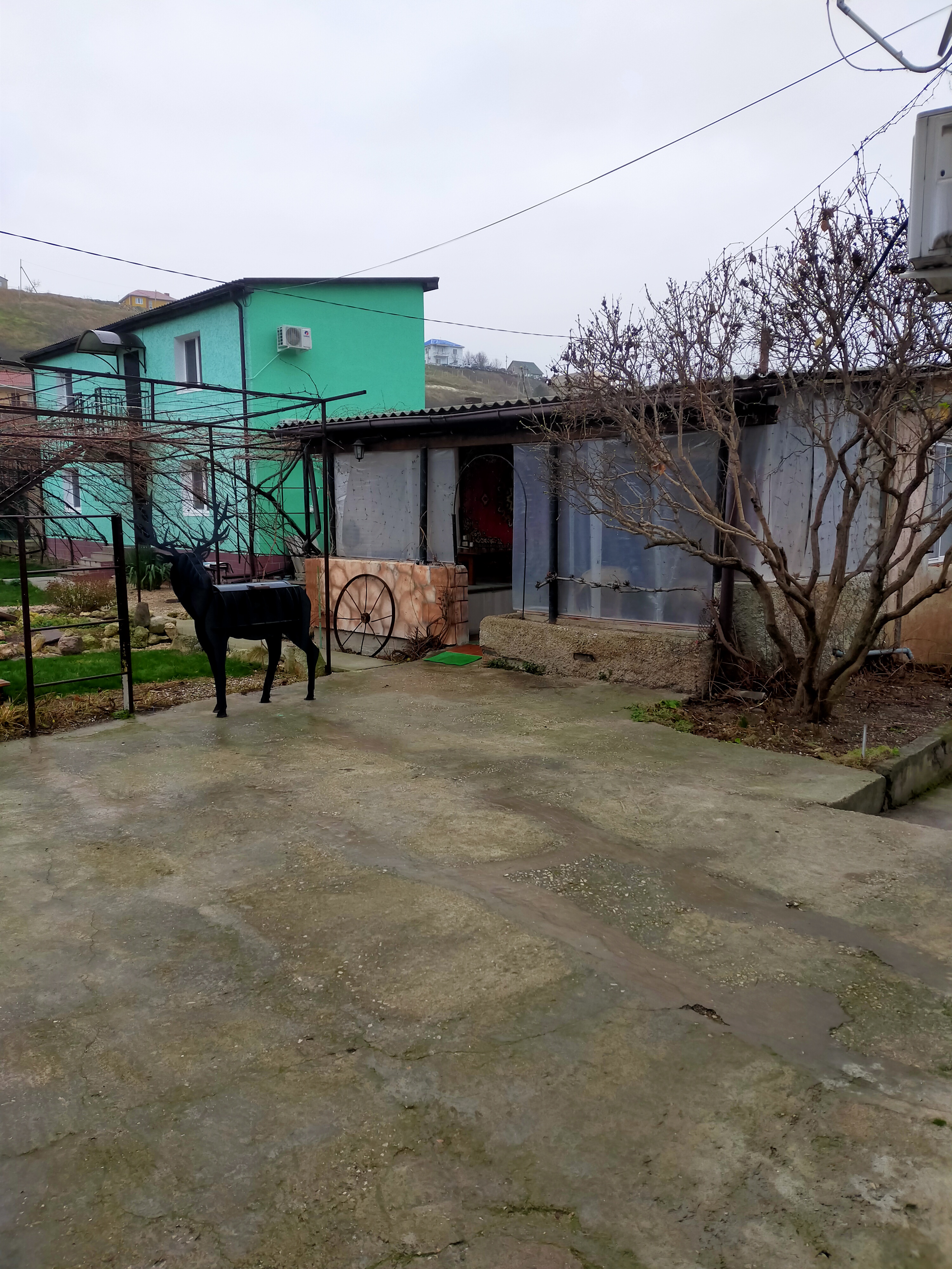 Фото Виноградная лоза