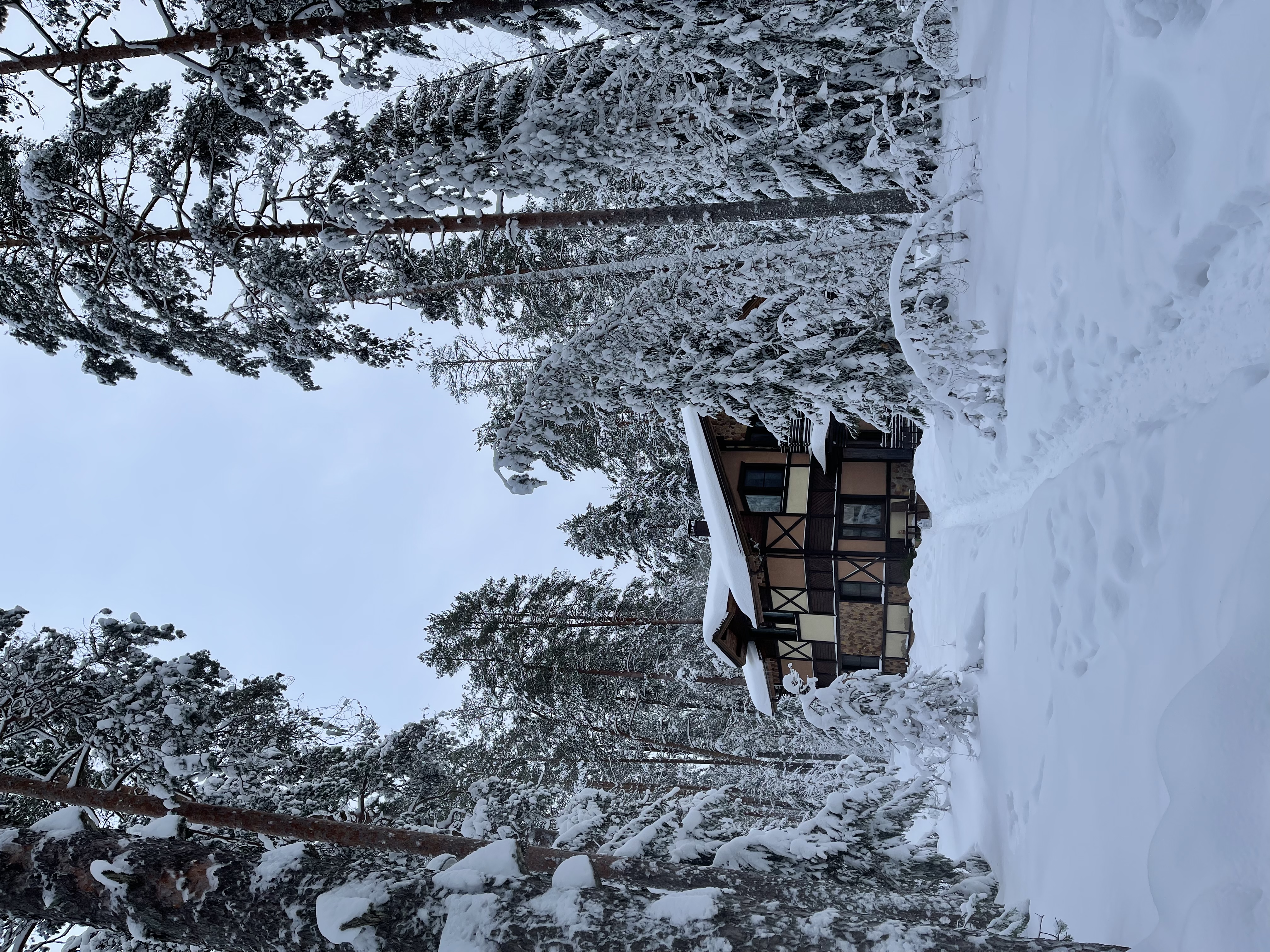 Фото Лесная Рапсодия