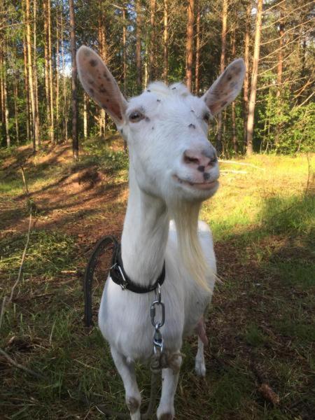 Фото Усадьба на Шамокше