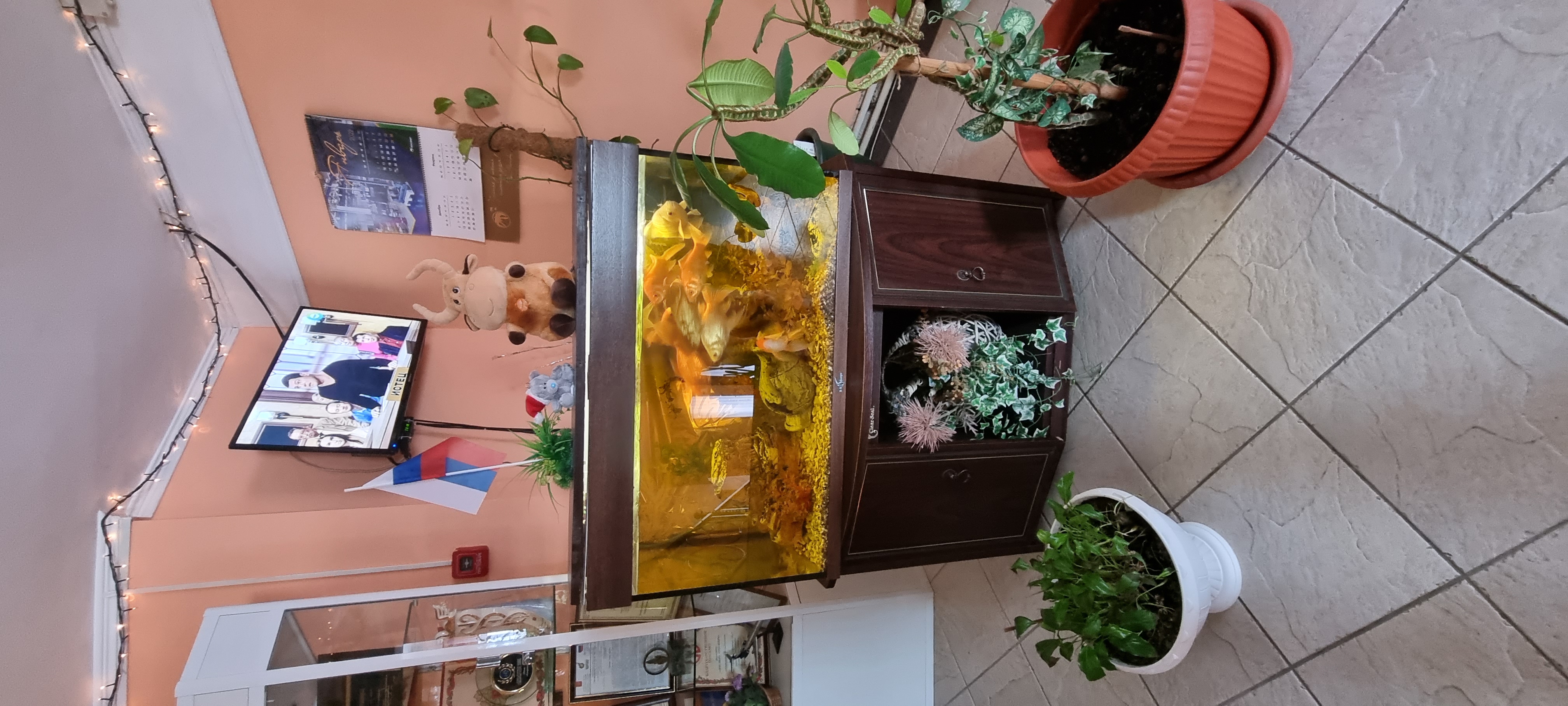 Фото Алирико