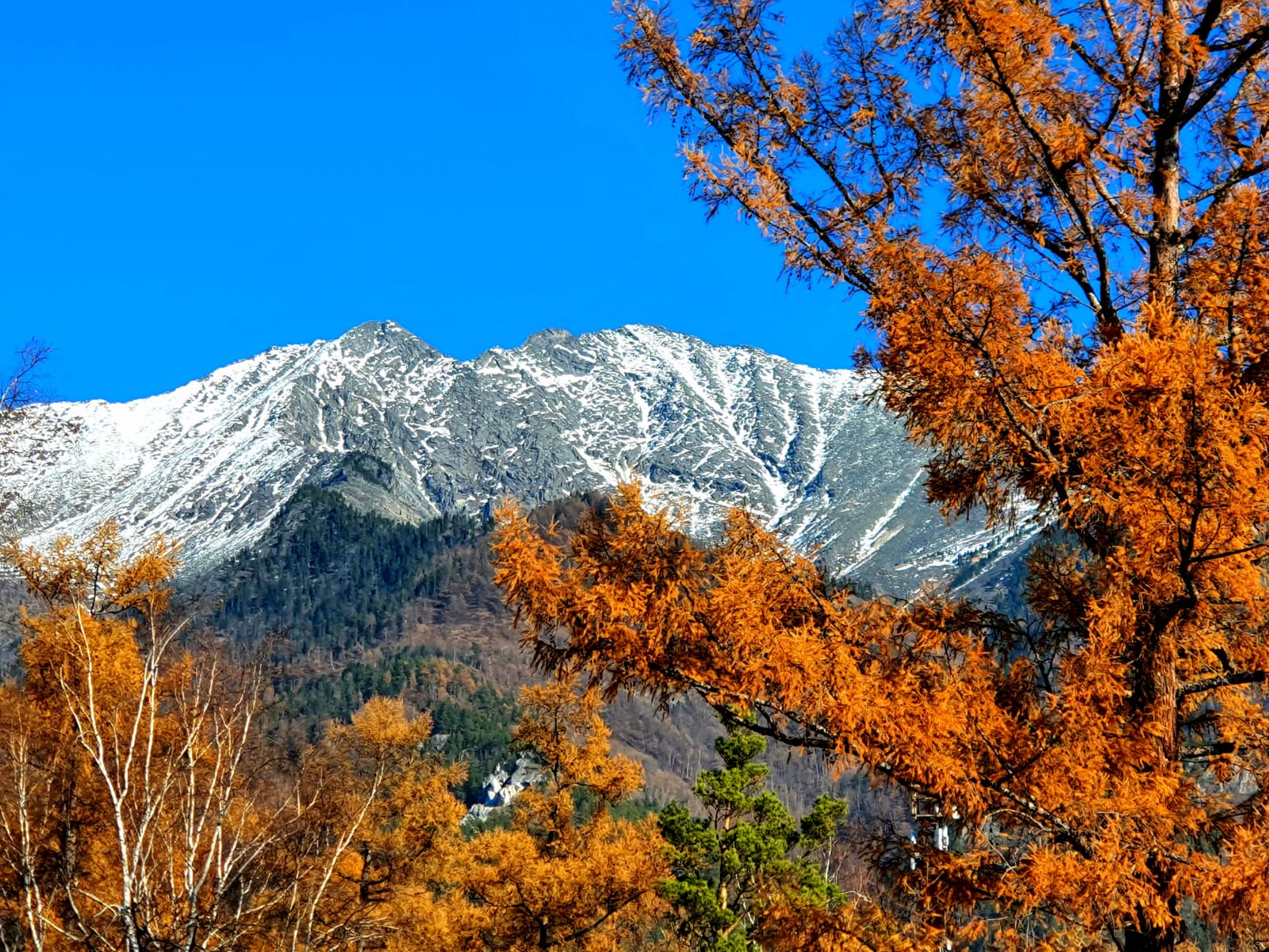 Фото Подснежник