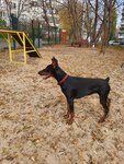 Dog park (Nizhniy Novgorod, skver Krasnaya gorka), parque para perros