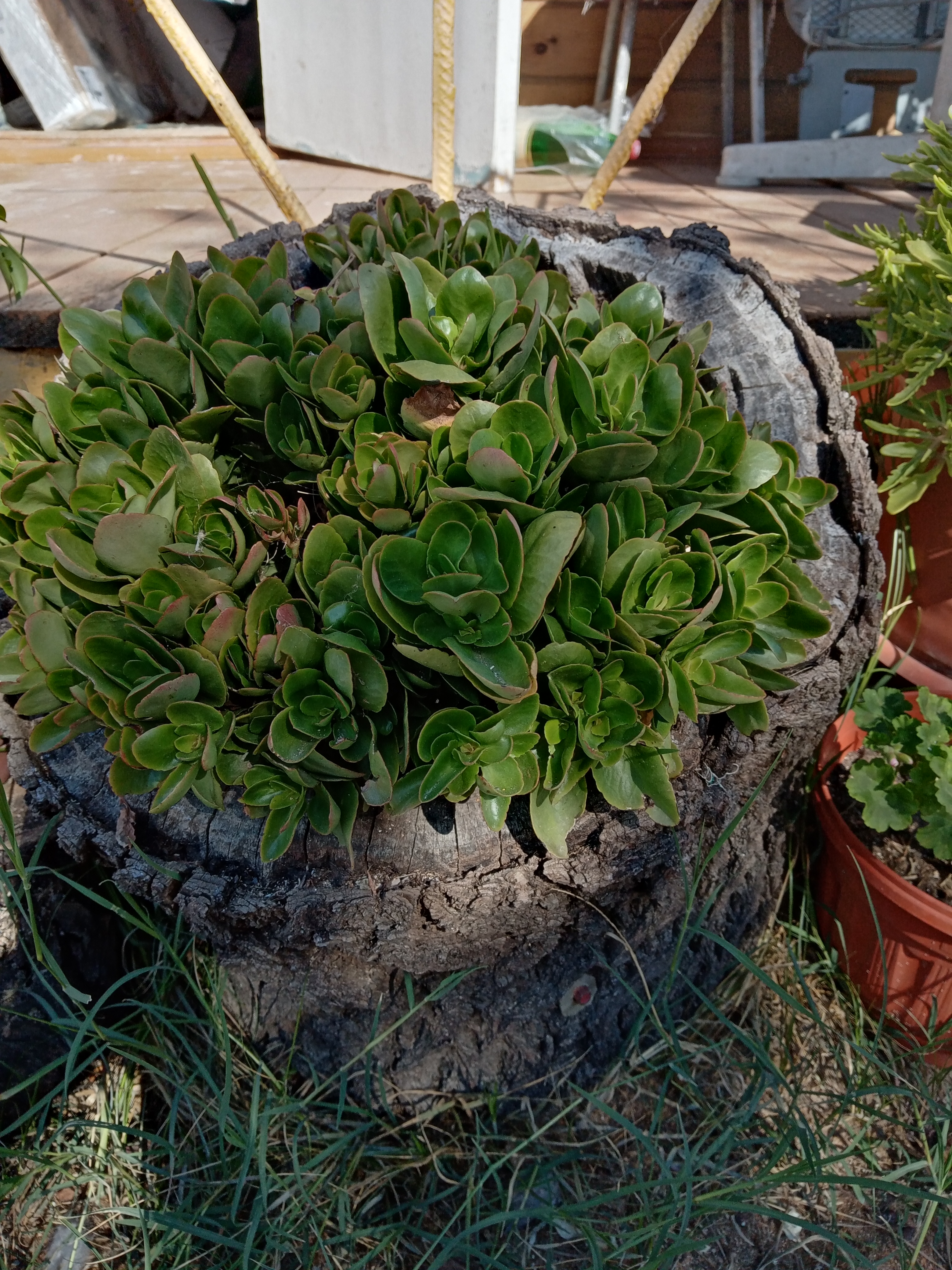 Фото У Петровича