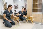 Vet Union (Vernadskogo Avenue, 39), veterinary clinic