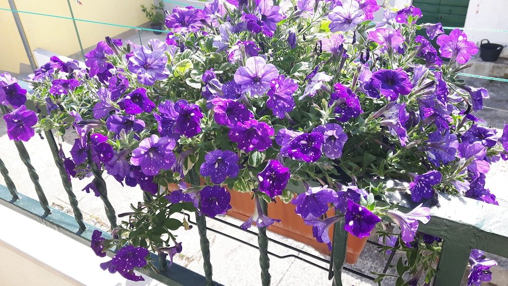 Фото Apartments Villa Marija