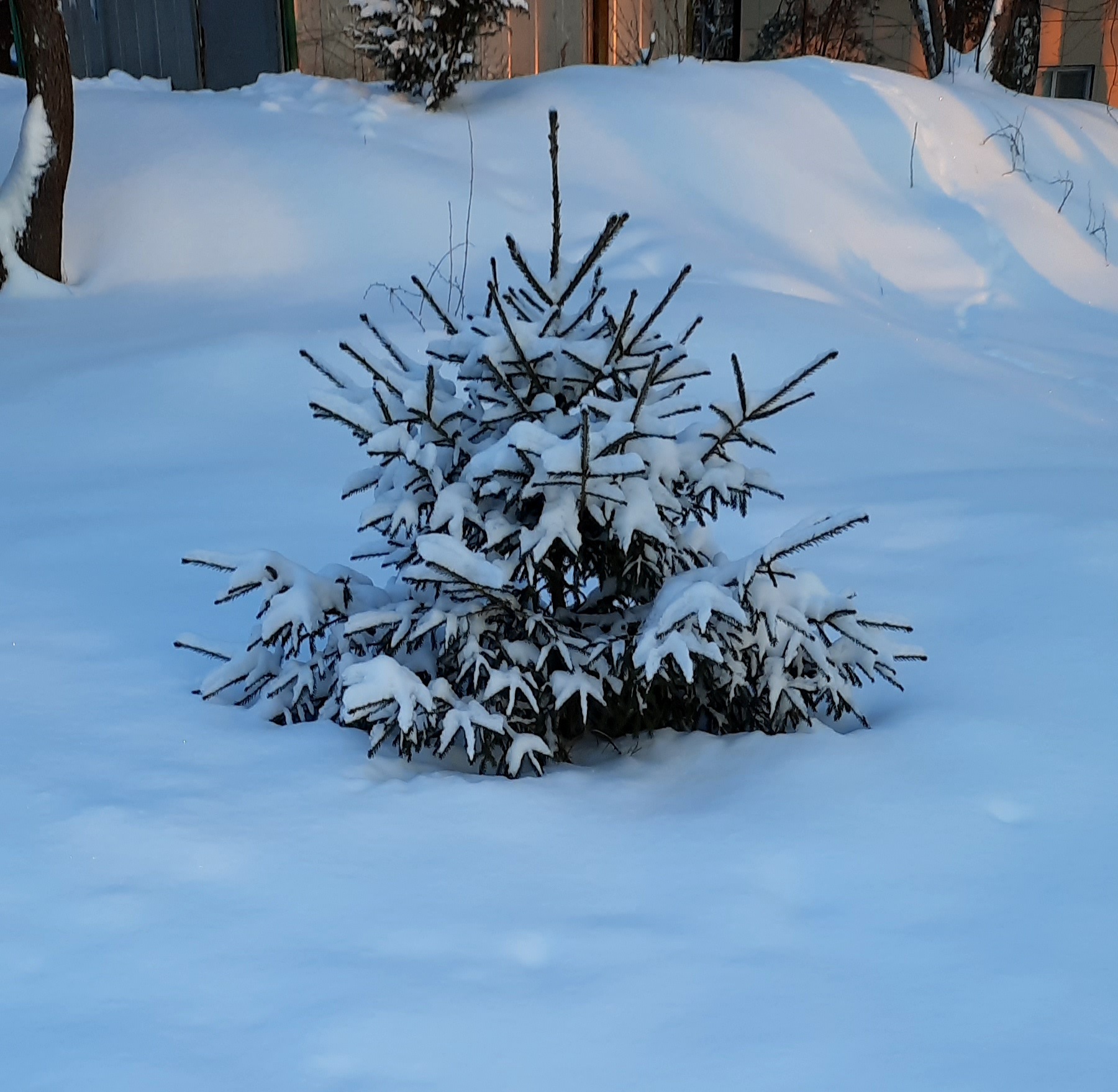 Фото Динамо