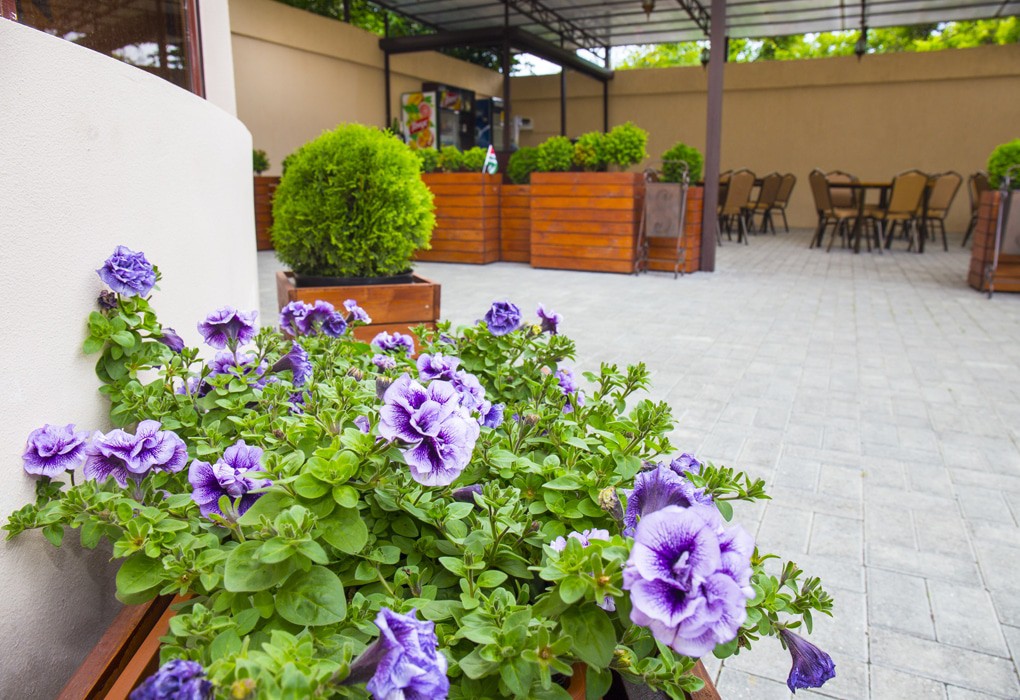 Фото Репруа