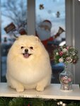 Grooming Shop (Tsentralnaya Street, 9А) ، صالون حيوانات أليفة