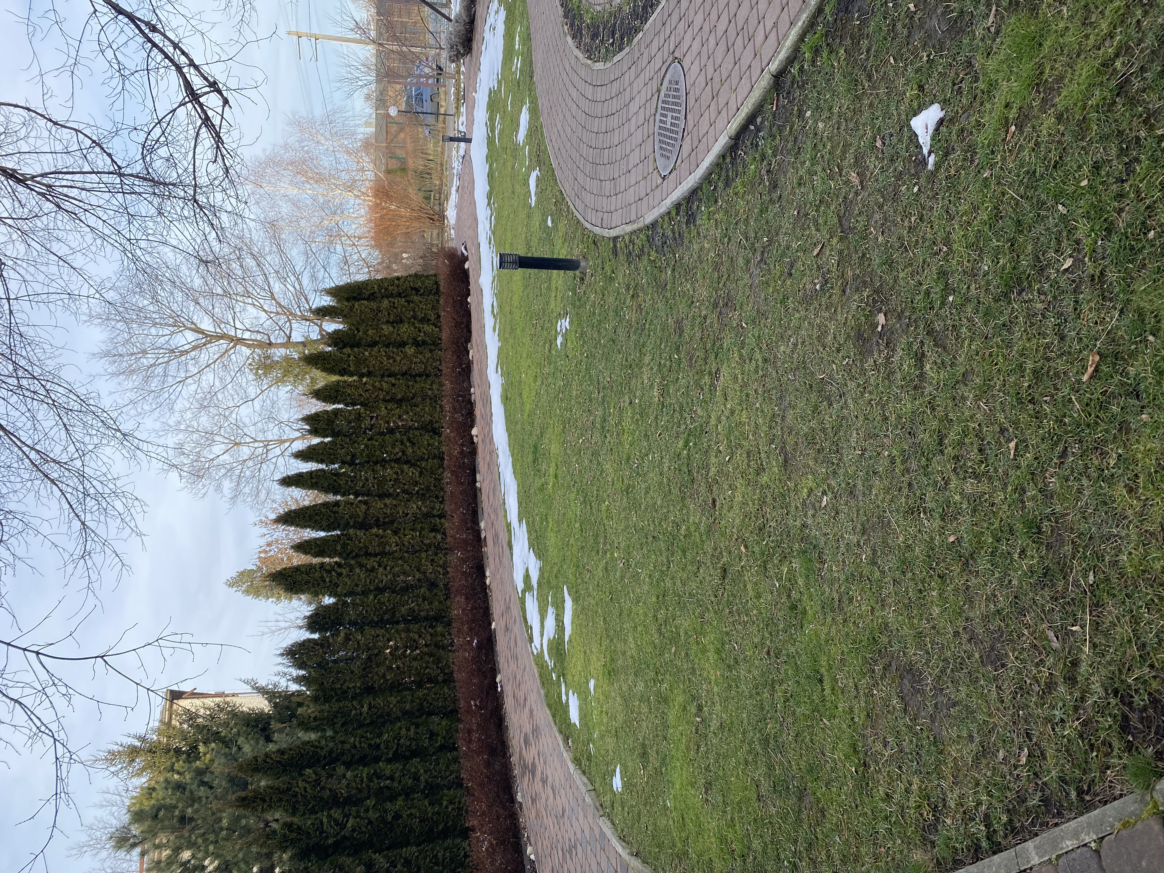 Фото Березки