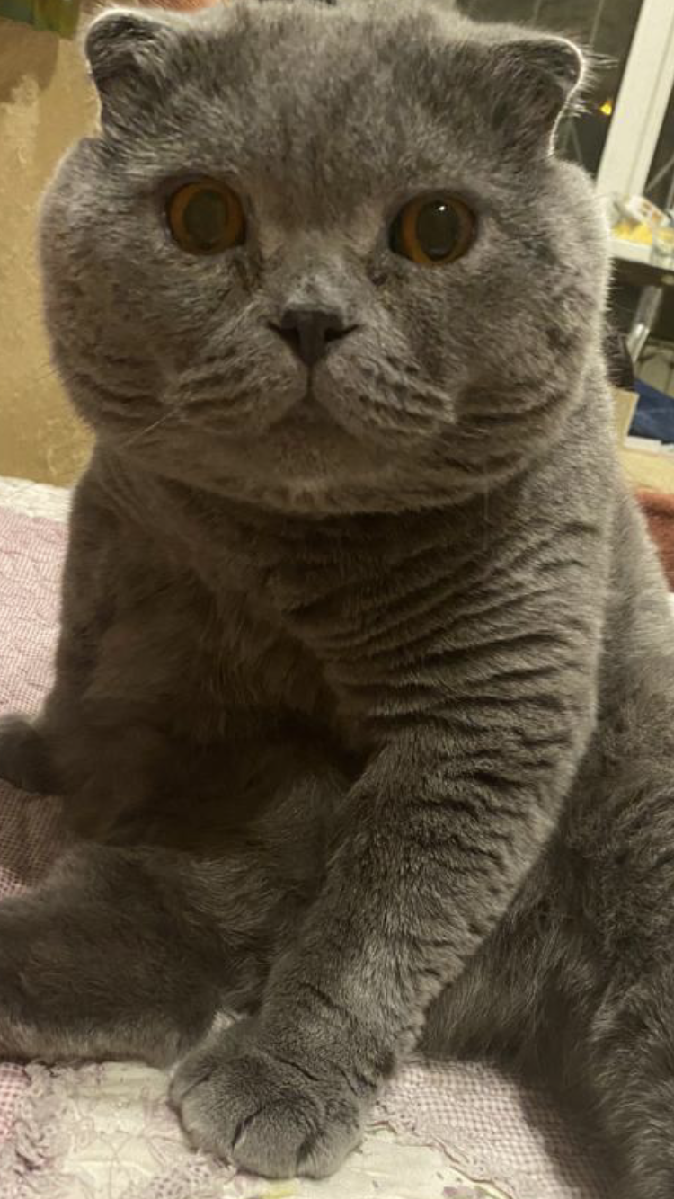 Фото Олимпия