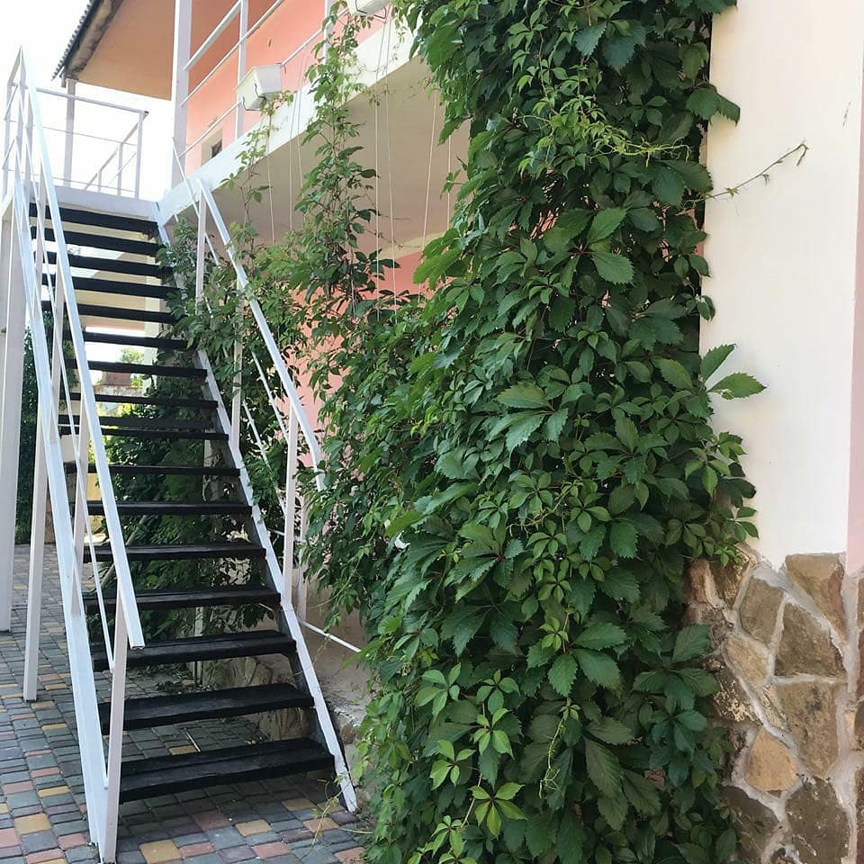 Фото Фламинго