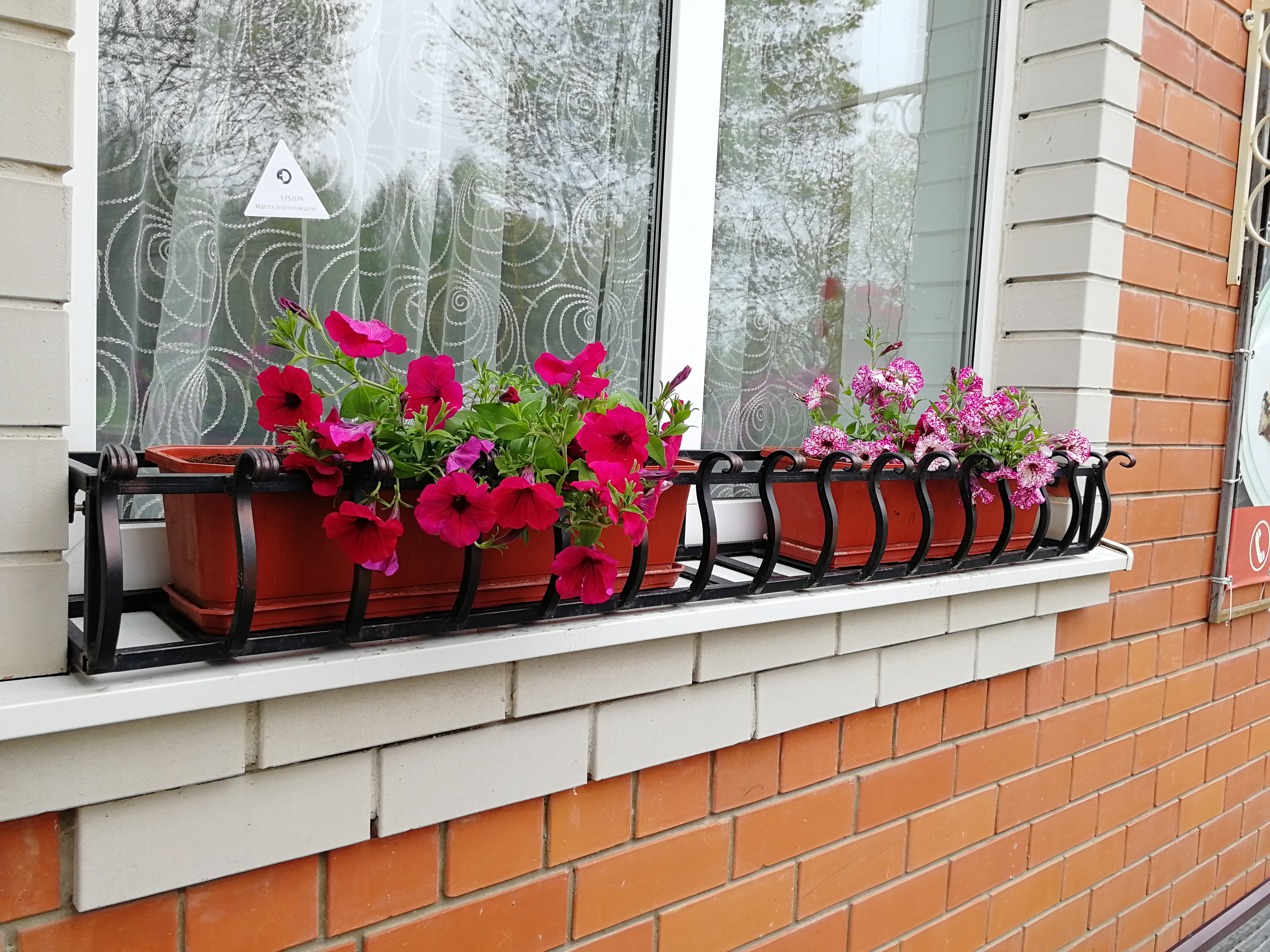 Фото Соловей