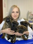 Saimon (Mashinostroiteley Street, 12), veterinary clinic